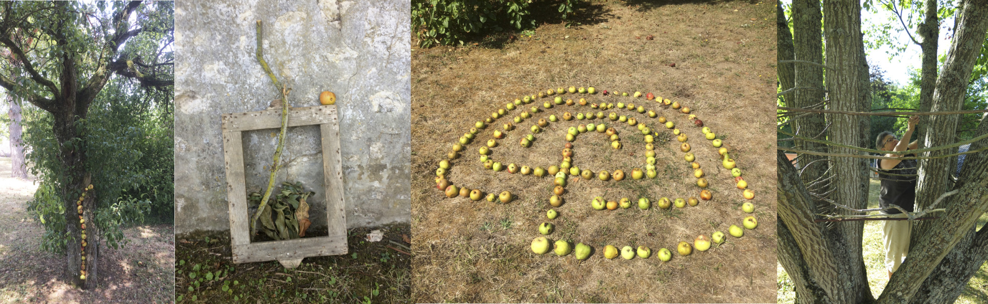 apple tree apples